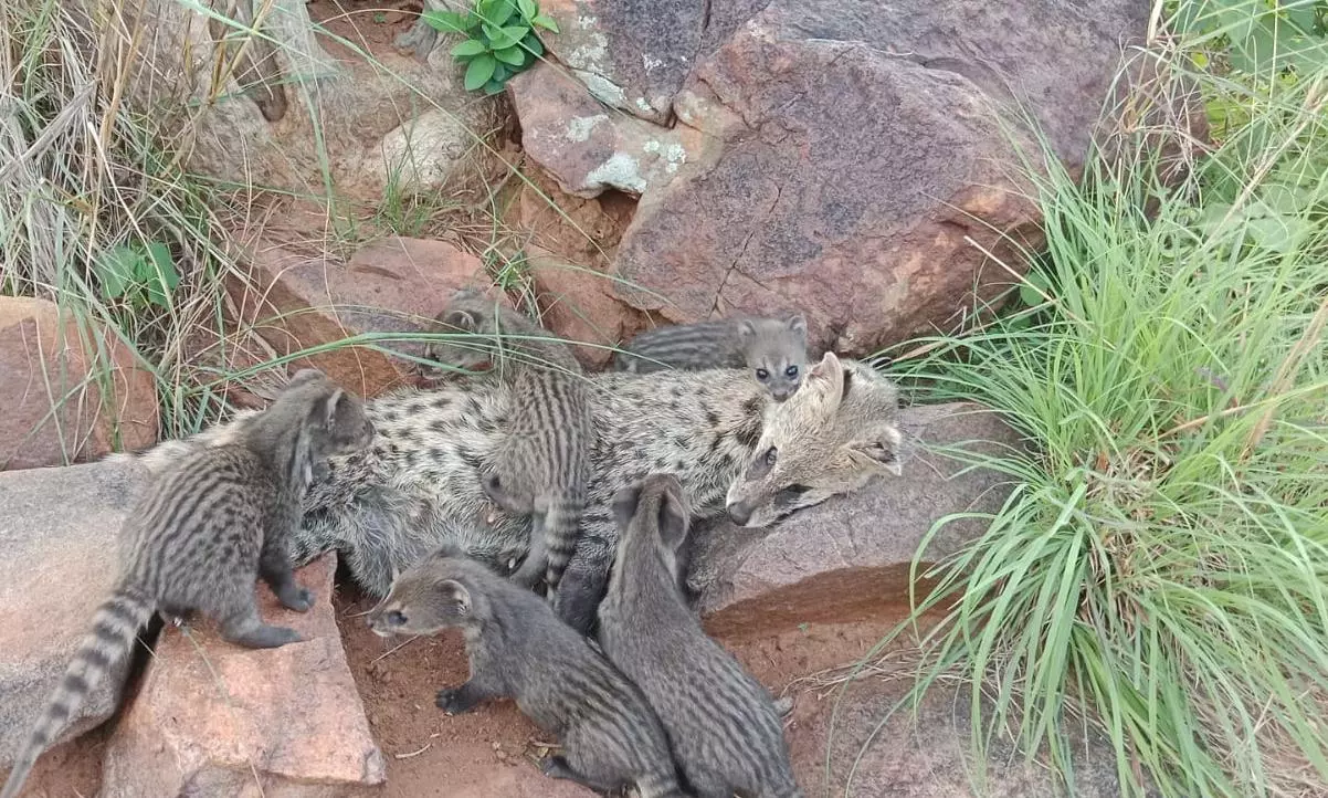 Hyderabad: Civet Cat Found Dead, 5 Cubs Taken to Zoo Hyderabad: Civet Cat Found Dead, 5 Cubs Taken to Zoo