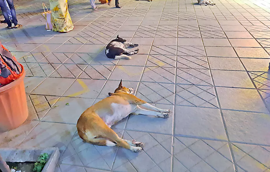 Stray dog mauls baby boy to death Stray dog mauls baby boy to death