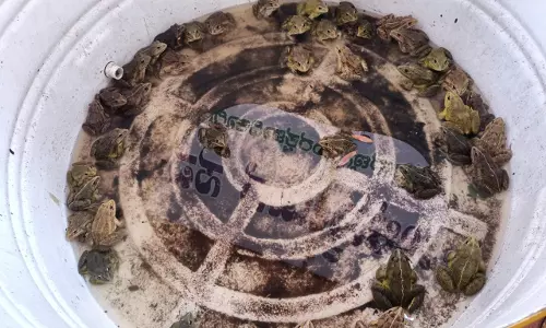 42 Indian bullfrogs seized