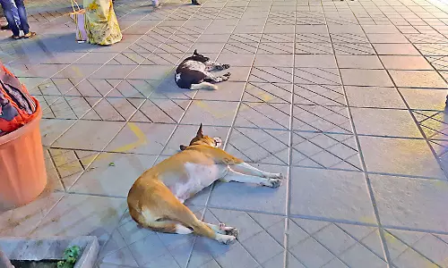 Stray dog mauls baby boy to death