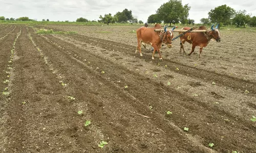 Deficit rainfall in North Telangana worrying farmers