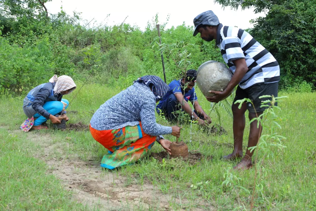 Drought-resistant trees help rural Khammam and Mewar to restore degraded land Drought-resistant trees help rural Khammam and Mewar to restore degraded land