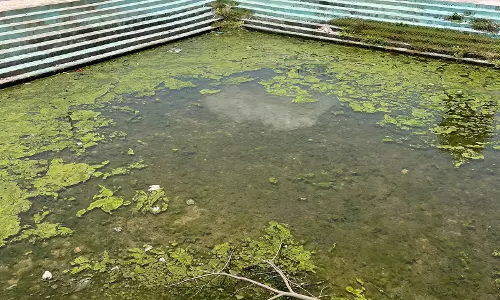 Baby ponds turn mosquito breeding hubs