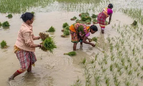 AP Farmers Await Crop Insurance AP Farmers Await Crop Insurance