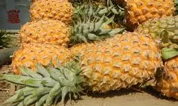 Tripura CM gifts 500 kg of queen pineapples to Bangladesh PM