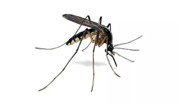 Karnataka Reports 5,374 Dengue Cases and 5 Deaths Karnataka Reports 5,374 Dengue Cases and 5 Deaths