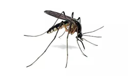 Karnataka Reports 5,374 Dengue Cases and 5 Deaths Karnataka Reports 5,374 Dengue Cases and 5 Deaths