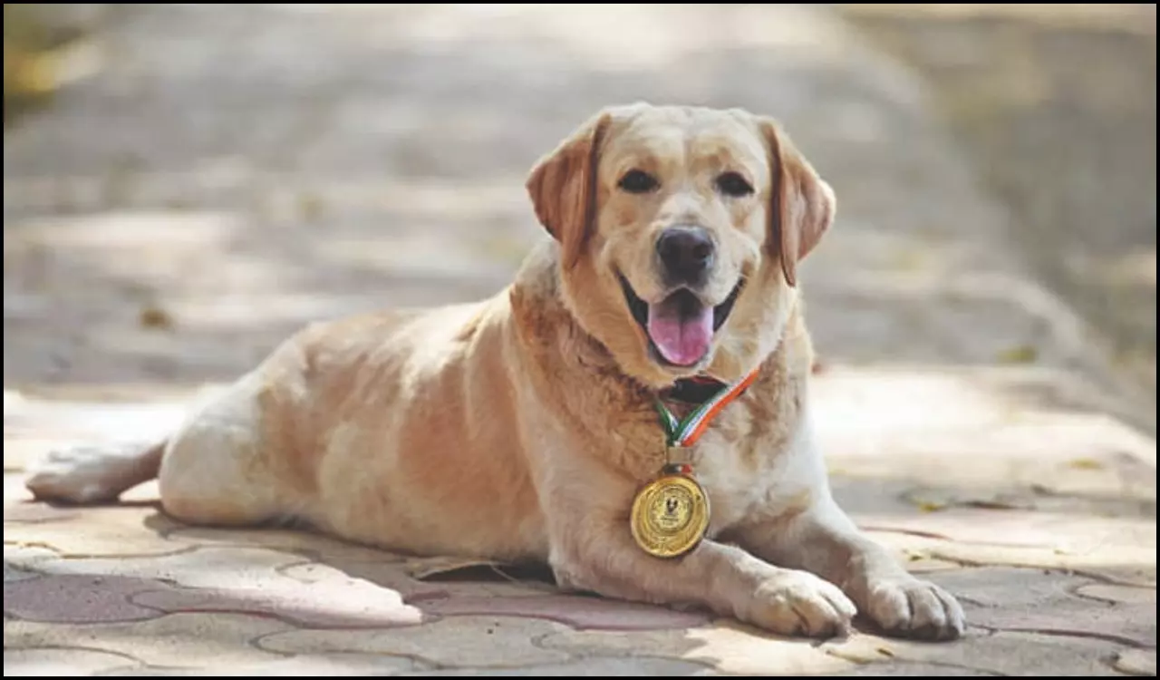 Police dog retires after 9.5 years of service