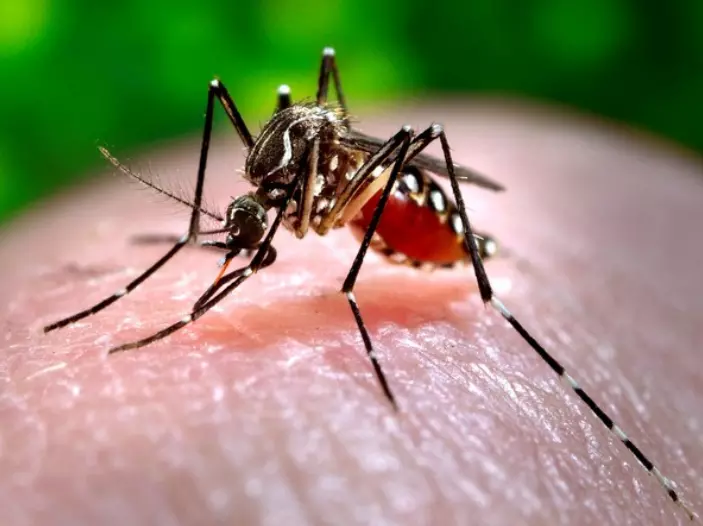 Zika scare: 20 blood samples to be sent to NIV, Pune Zika scare: 20 blood samples to be sent to NIV, Pune
