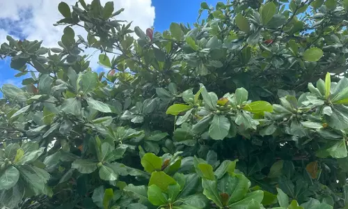 Revival of vegetation at KGH: Uprooted almond tree gets a second chance Revival of vegetation at KGH: Uprooted almond tree gets a second chance