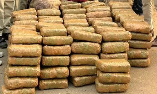 800 kg ganja confiscated in two major busts
