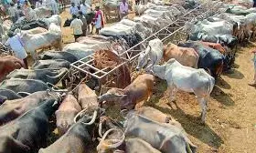 Cattle washed away in flash floods reach ashore