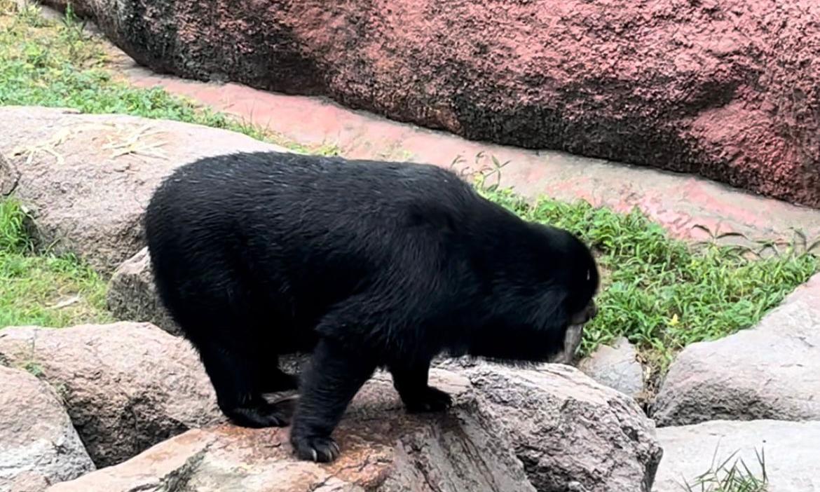Anxiety Symptoms in Himalayan Black Bear at Hyderabad Zoo