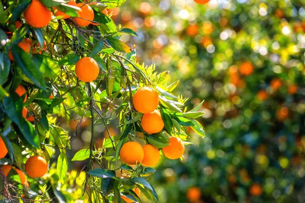 Political rivalry after polls: Alarming rise in cases of hacking of green orchards Political rivalry after polls: Alarming rise in cases of hacking of green orchards