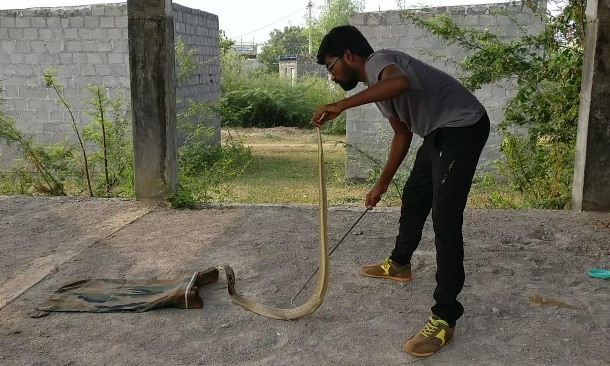 Over 6,500 snakes rescued from city in the last six months Over 6,500 snakes rescued from city in the last six months