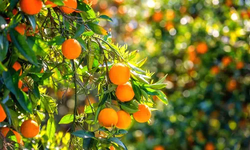 Political rivalry after polls: Alarming rise in cases of hacking of green orchards