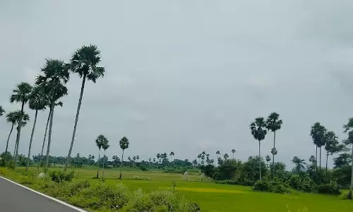 Odisha Govt to Plant 19 Lakh Palm Trees to Mitigate Lightning Deaths