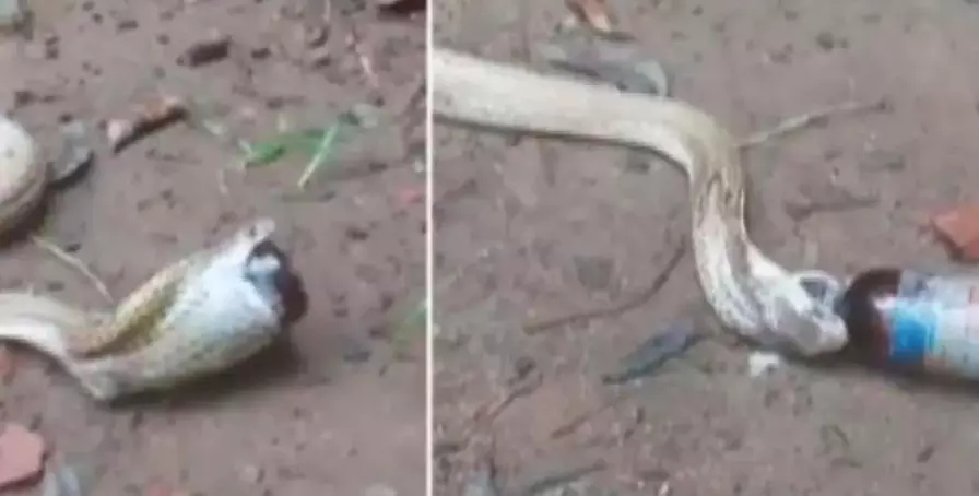 Odisha: Cobra Swallows Cough Syrup Bottle, Snake Helpline to the Rescue Odisha: Cobra Swallows Cough Syrup Bottle, Snake Helpline to the Rescue