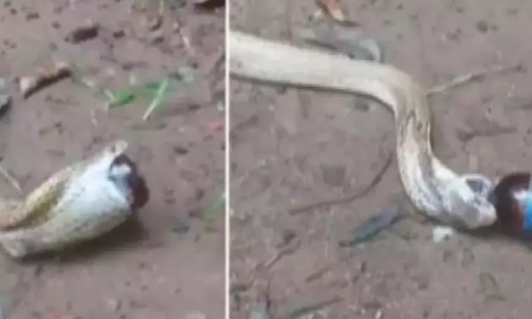 Odisha: Cobra Swallows Cough Syrup Bottle, Snake Helpline to the Rescue