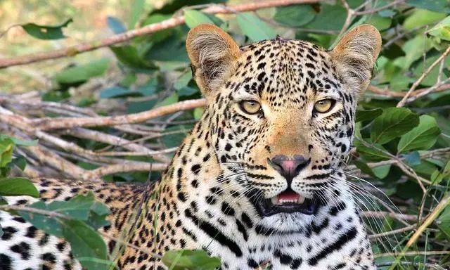 Sighting of leopard creates flutter in Mahanandi Sighting of leopard creates flutter in Mahanandi