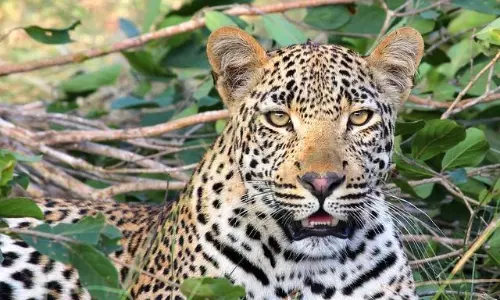 Leopard Kills Two Calves in Annapurna