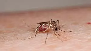 Tension After Girls Death Due to Dengue in Private Hospital Tension After Girls Death Due to Dengue in Private Hospital