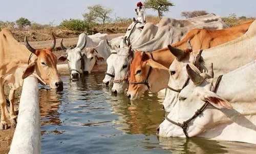 Cow Vigilante Kidnapped, Assaulted by Two Men in Thane District; FIR Lodged Cow Vigilante Kidnapped, Assaulted by Two Men in Thane District; FIR Lodged