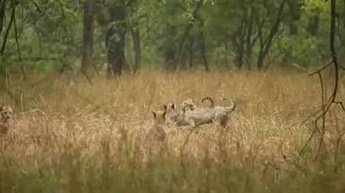 Kuno Park: Cheetah cubs enjoy rains with their mother Kuno Park: Cheetah cubs enjoy rains with their mother