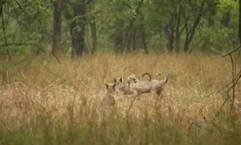 Kuno Park: Cheetah cubs enjoy rains with their mother
