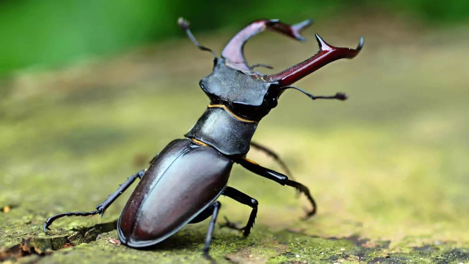 Rs 75 Lakhs for a Stag Beetle: A Symbol of Rarity and Fortune Rs 75 Lakhs for a Stag Beetle: A Symbol of Rarity and Fortune