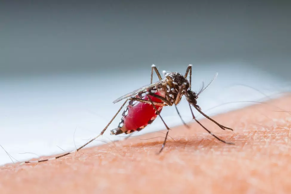 Special Drive in Manyam District to Control Malaria