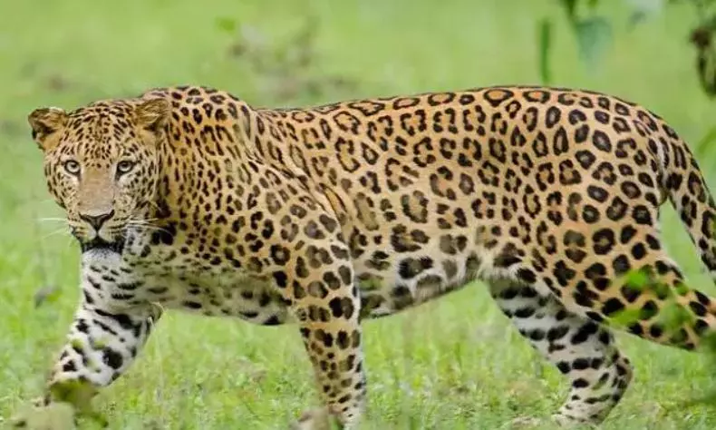 Andhra Pradesh: Foresters Set up Cages to Trap Leopard Andhra Pradesh: Foresters Set up Cages to Trap Leopard