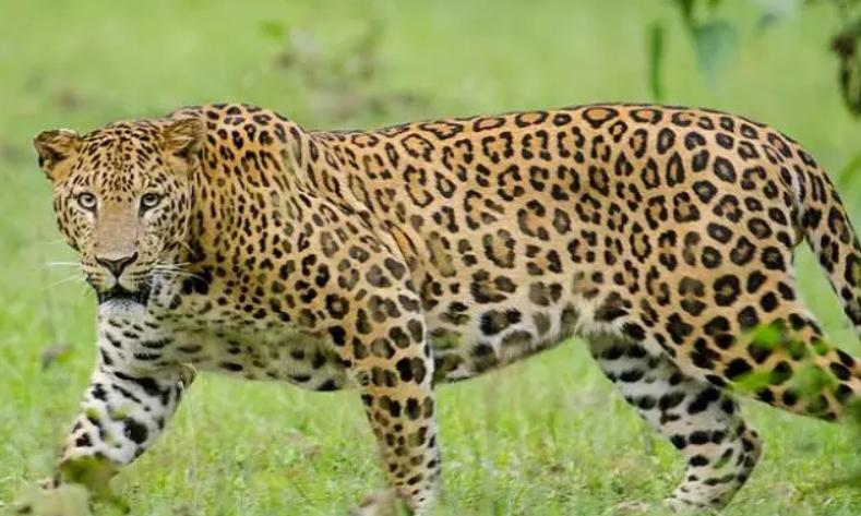 Andhra Pradesh: Foresters Set up Cages to Trap Leopard