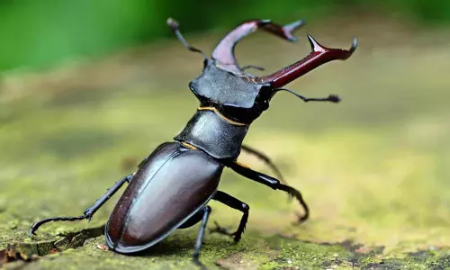 Rs 75 Lakhs for a Stag Beetle: A Symbol of Rarity and Fortune