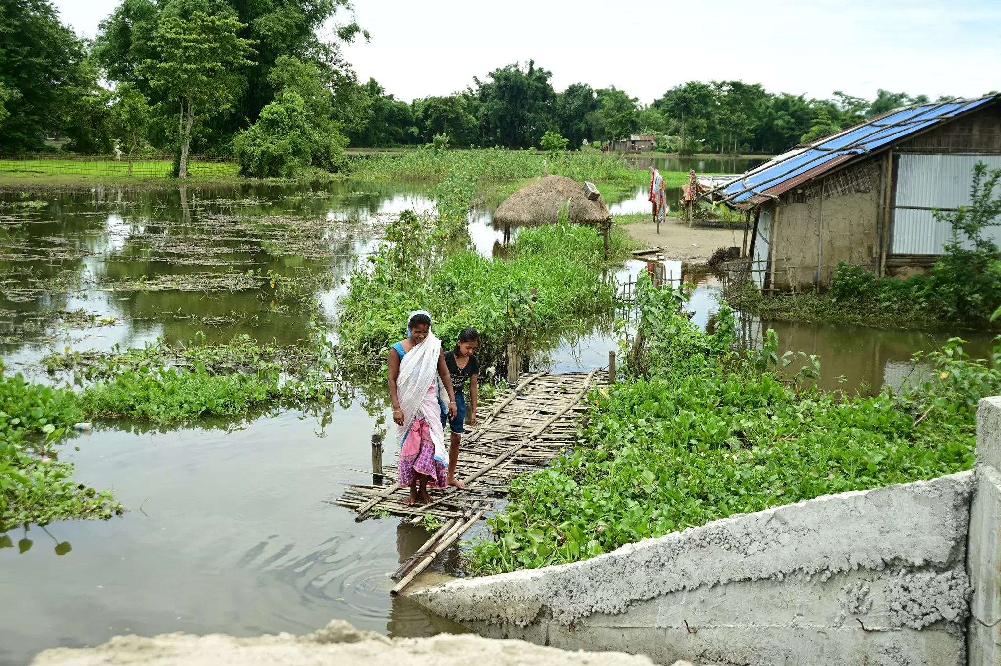Assam Flood: 131 wild animals dead, 97 rescued in Kaziranga National Park