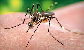Government health wing downplays dengue cases Government health wing downplays dengue cases