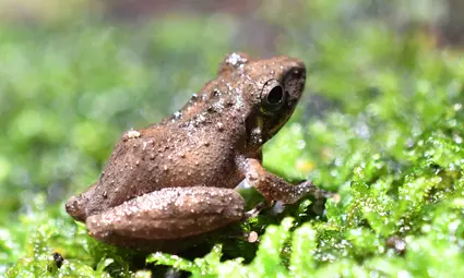 Scientists discover Sri Lankan frog species in AP’s eastern ghats