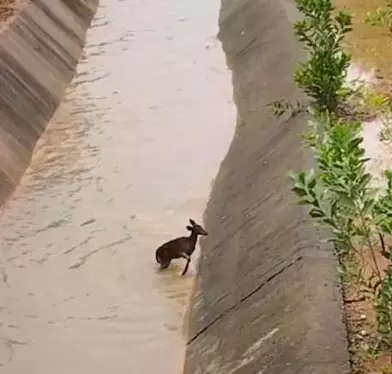 Karnataka: Urgent Call for Wildlife Safety in Irrigation Canals