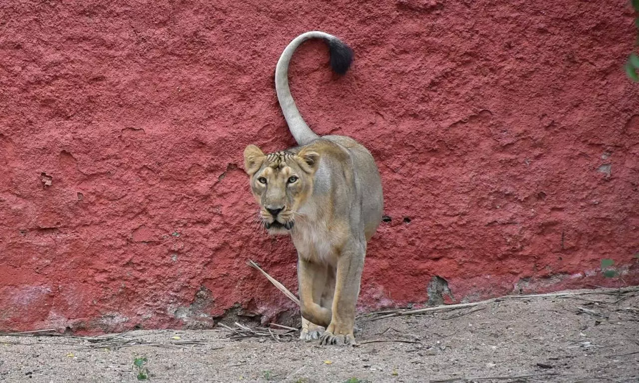 Paralysed lioness escape from Hyderabad Zoo, hurt animal keeper Paralysed lioness escape from Hyderabad Zoo, hurt animal keeper
