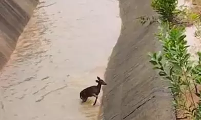 Karnataka: Urgent Call for Wildlife Safety in Irrigation Canals