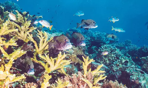 The Deadly Coral Reef Whitewash