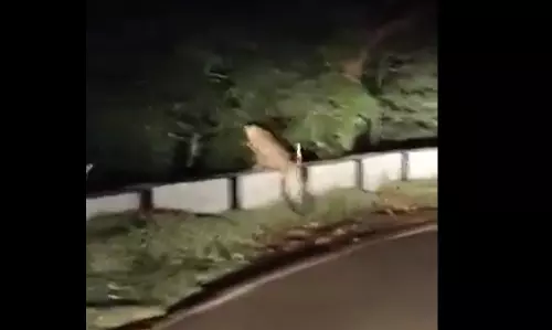 Leopard spotted near Srisailam