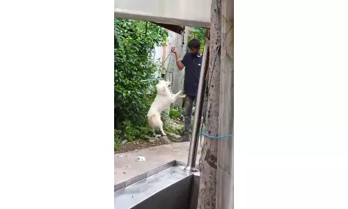 Warangal: Man Faces Charges for Allegedly Torturing Pet Dog Warangal: Man Faces Charges for Allegedly Torturing Pet Dog