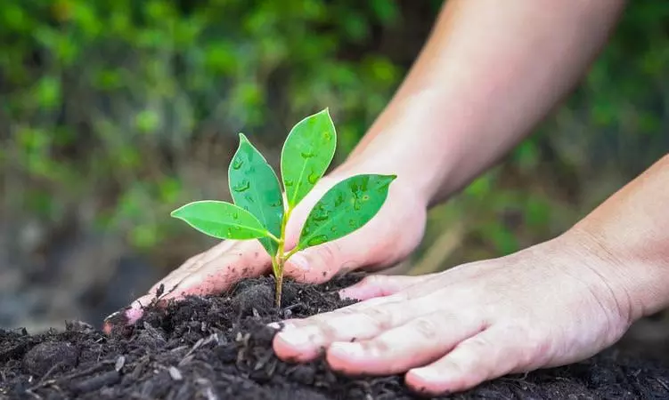 Chhattisgarh Targets 4 Crore Trees Under Mega Plantation Campaign Chhattisgarh Targets 4 Crore Trees Under Mega Plantation Campaign
