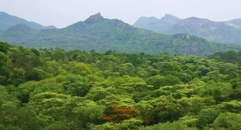 Telangana: Forest Department Intensifies Plantations on Contested Podu Lands in Adilabad Telangana: Forest Department Intensifies Plantations on Contested Podu Lands in Adilabad