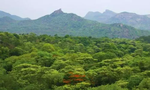 Telangana: Forest Department Intensifies Plantations on Contested Podu Lands in Adilabad