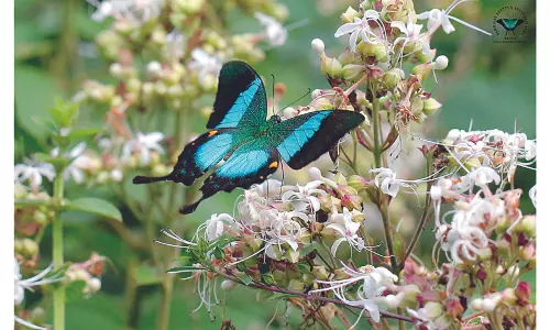 Fluttering Splendour