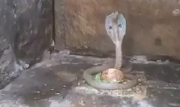 Telangana: Devotees Witness Rare Sight as Cobra Coils Around Lingam at Srisailam Temple