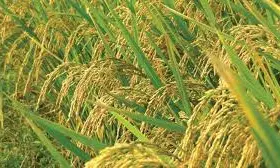 Telangana Government Lists Fine Paddy Varieties for Bonus Scheme
