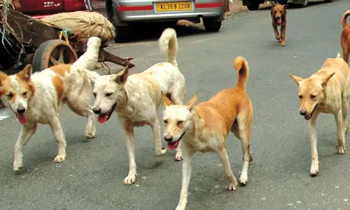 Telangana: 7-yr-old boy attacked by stray dogs in Jagtial